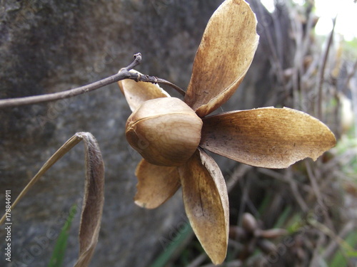 Dry flower