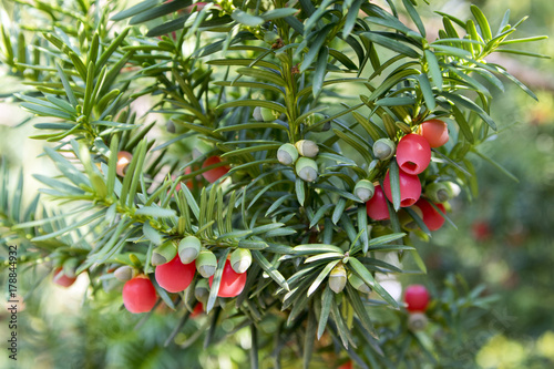 Taxus baccata European yew is conifer shrub with poisonous and bitter red ripened berry fruits