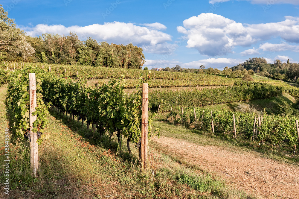 Landscape with vineyard and bleu sky with clouds.