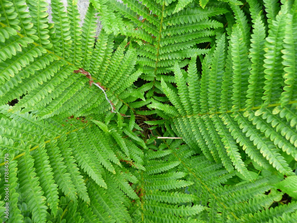 fern fern