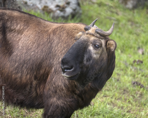 Takin, National Animal of Bhutan