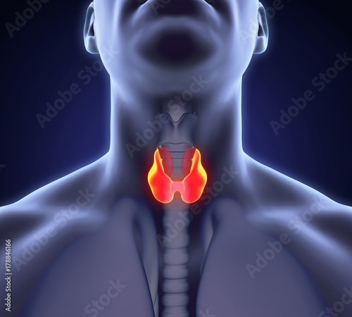 Human Thyroid Gland Anatomy Illustration photo
