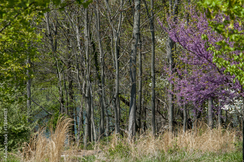 forest trees with red bud tree photo