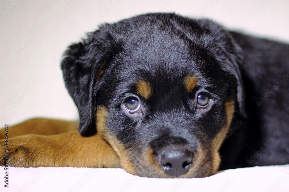 Beautiful labrador puppies on a white background Beautiful labrador puppies on a white background