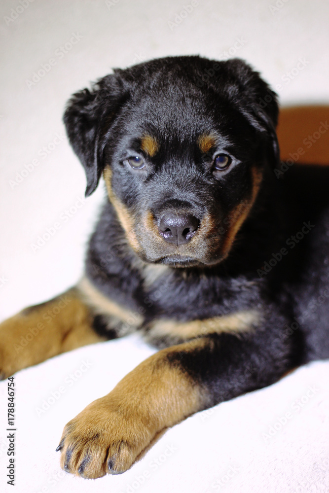 Fototapeta premium Beautiful labrador puppies on a white background