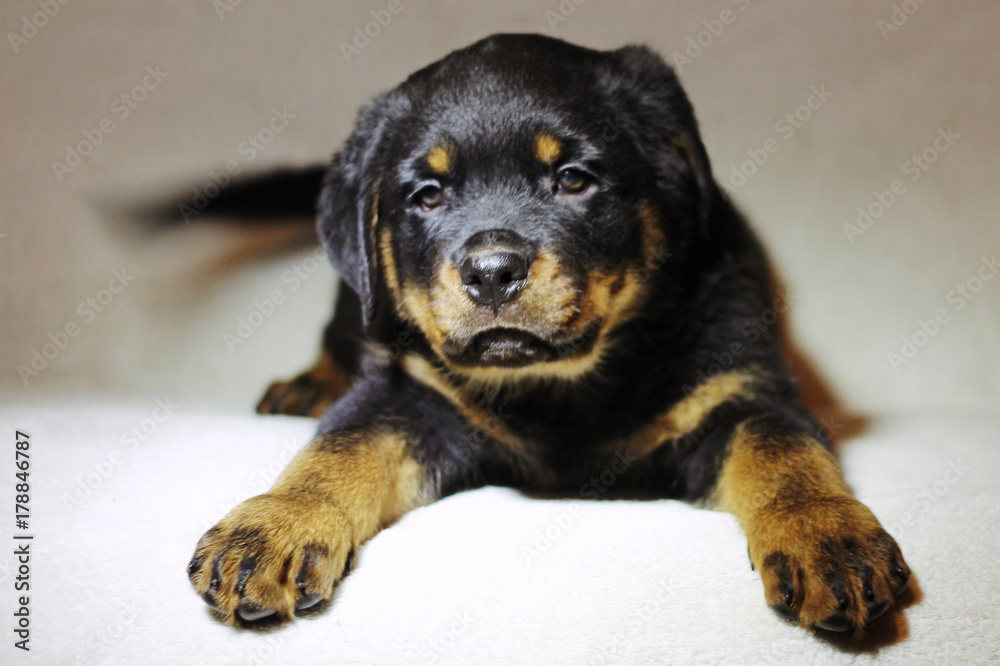 Fototapeta premium Beautiful labrador puppies on a white background