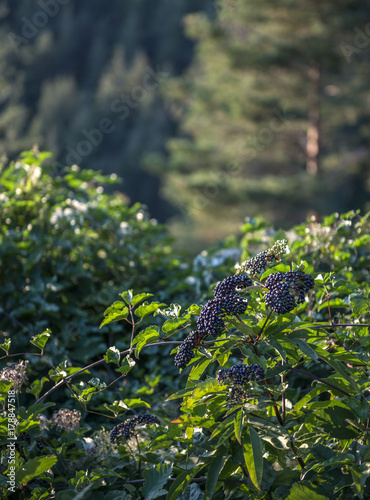 black elderberry in the forest
