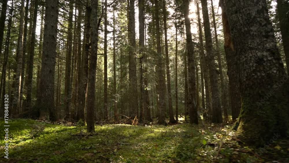 Morning walk in the spruce forest. Autumn in the mountains. Morning walk in the spruce forest. Autumn in the mountains.