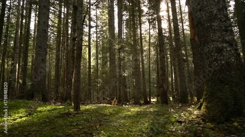 Wallpaper Mural Morning walk in the spruce forest. Autumn in the mountains. Torontodigital.ca