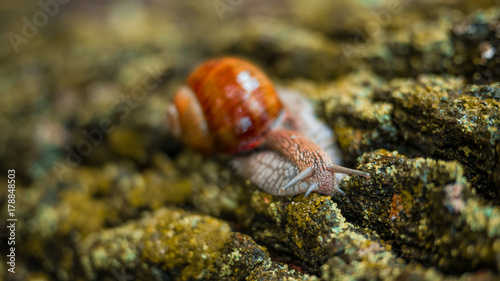 A beautiful snail crawls