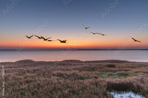 Kraniche vor sonnenaufgang