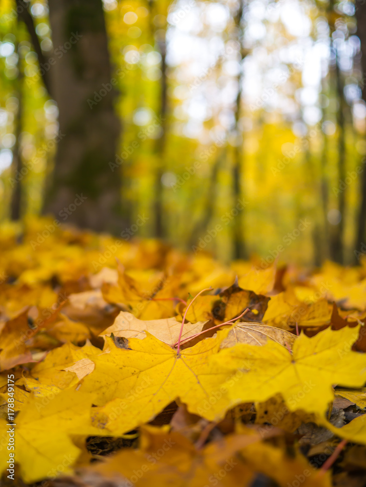 Road in the autumn forest