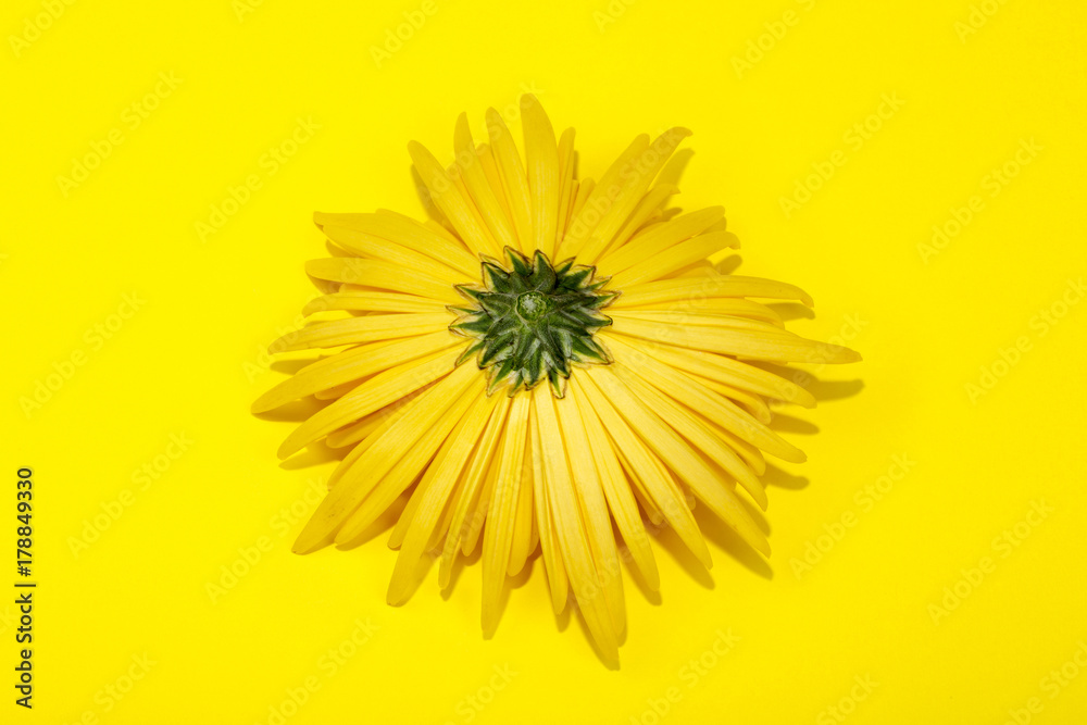 The reverse side of the yellow chrysanthemum flower on a yellow background The reverse side of the yellow chrysanthemum flower on a yellow background