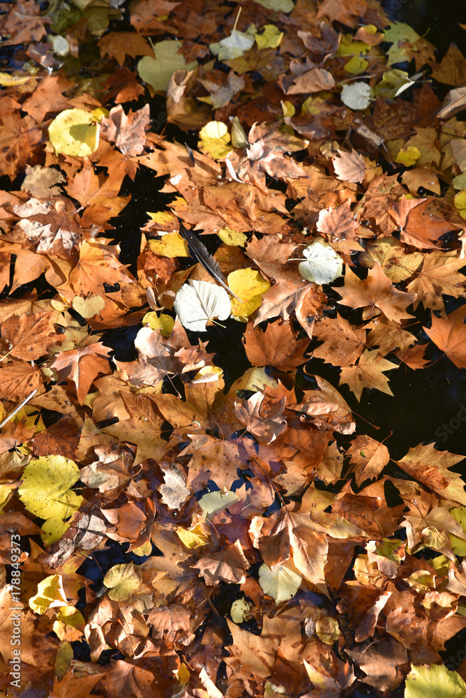 Feuilles mortes en automne