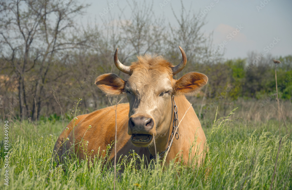 Red-haired funny cow on a green rustic spring meadow
