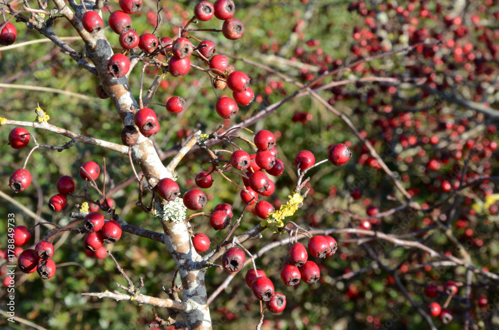 Obraz premium Red pixie pears on a tree with late autumn colors.