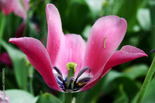 pink tulip