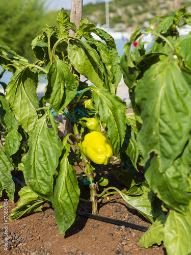 Kroatien, Splitsko-Dalmatinska, Damlatien, Ort Povlja, Insel Brač, Bucht von , Pučišća mit Yachten, Gelber Chili,  Paprika (Capsicum) photo