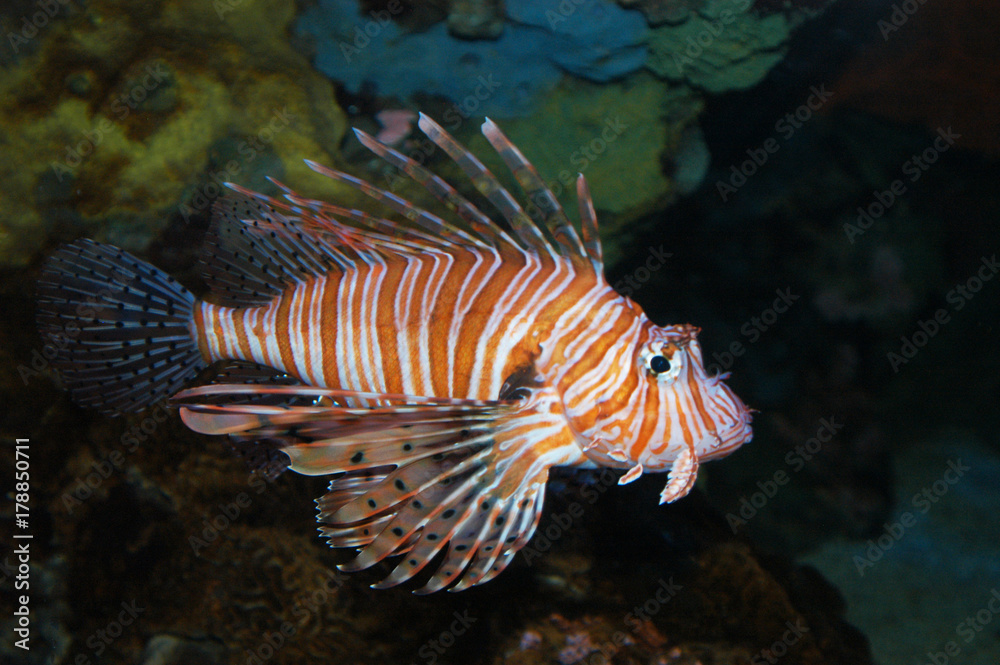 Lion fish Lion fish