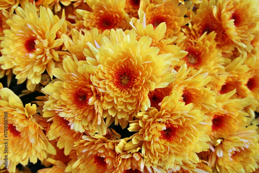 Obraz premium Chrysanthemen