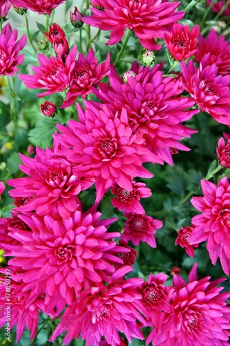 Chrysanthemen 