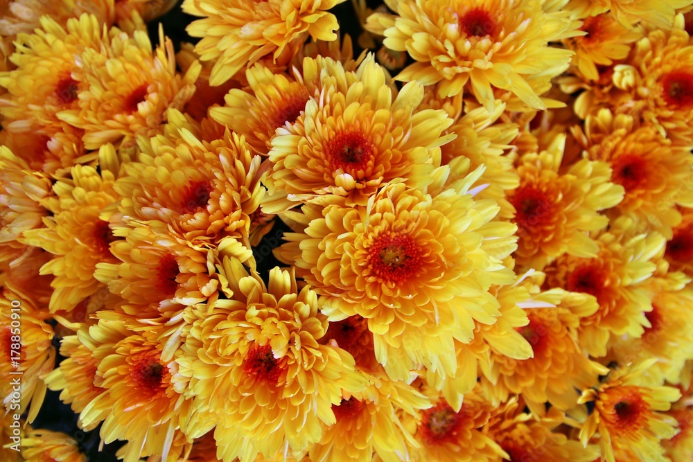 Obraz premium Chrysanthemen