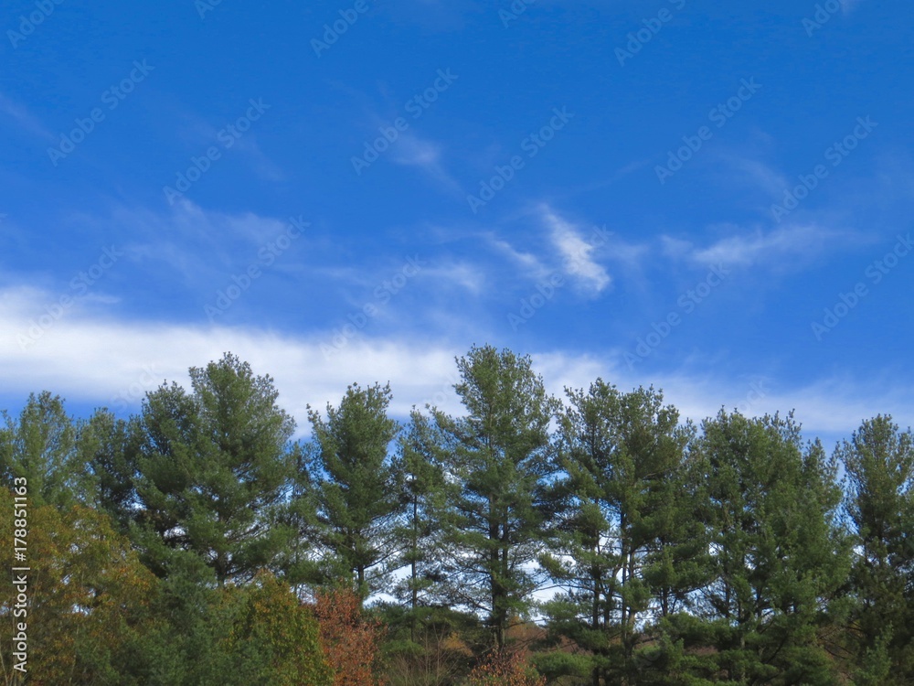 Pine trees against the skyline Pine trees against the skyline