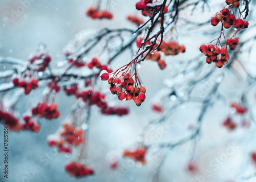 ripe  red Rowan berries in the garden are covered in raindrops and crystal wh...