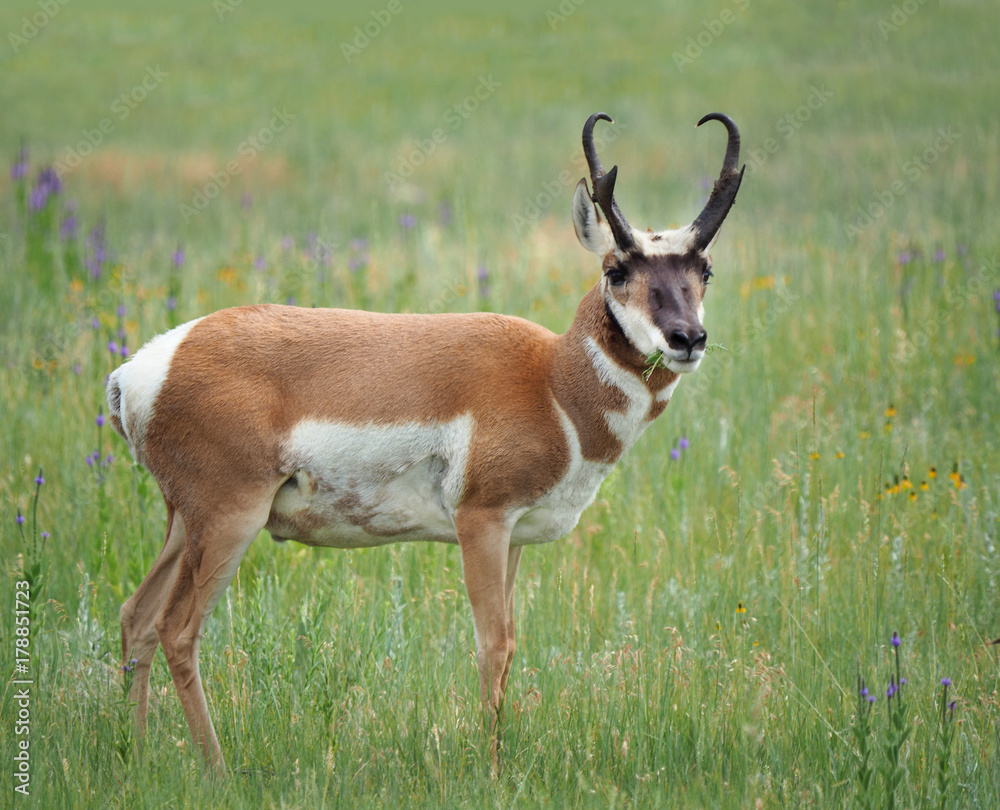 Closeup of a Male Pronghorn Antelope Closeup of a Male Pronghorn Antelope