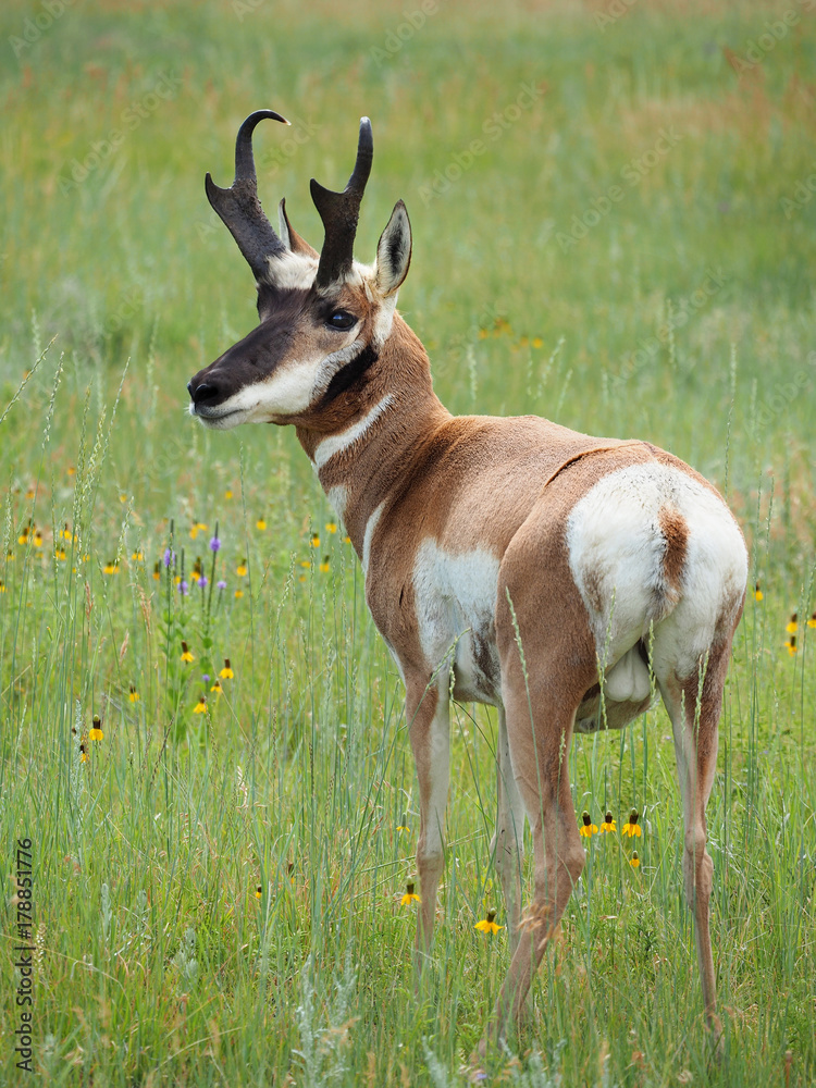 Naklejka premium Closeup of a Male Pronghorn Antelope