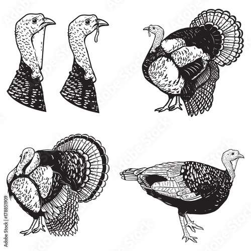 Set of turkey illustrations. Design elements for emblem, sign, poster, banner. Vector illustration
