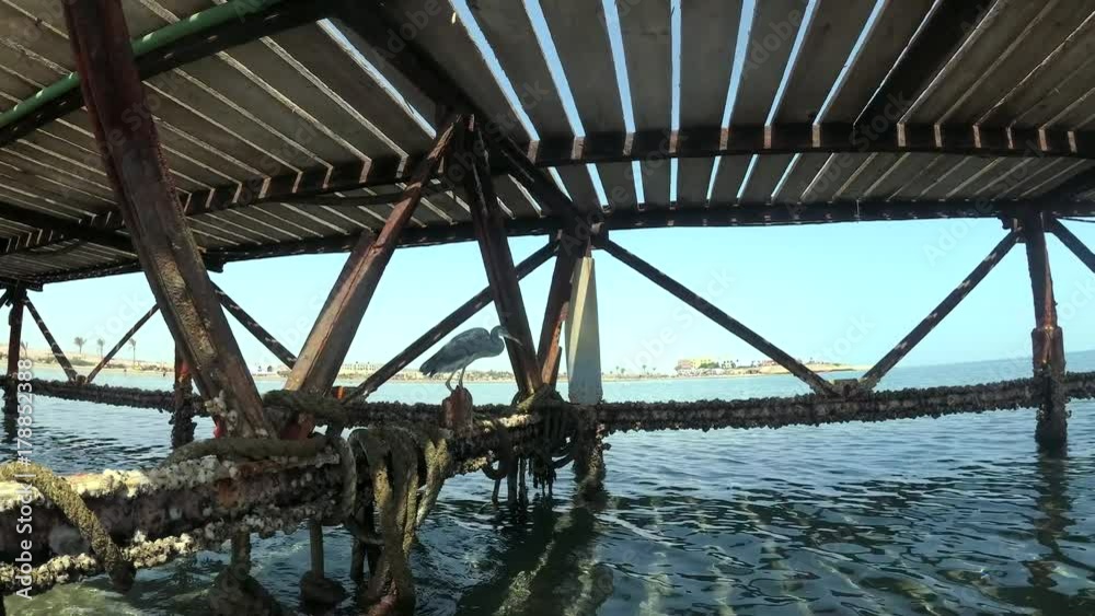 Arabian Reef-egret or Western Reef Heron (Egretta gularis schistacea) stands under pier, Red sea, Marsa Alam, Abu Dabab, Egypt
Arabian Reef-egret or Western Reef Heron (Egretta gularis schistacea) stands under pier, Red sea, Marsa Alam, Abu Dabab, Egypt