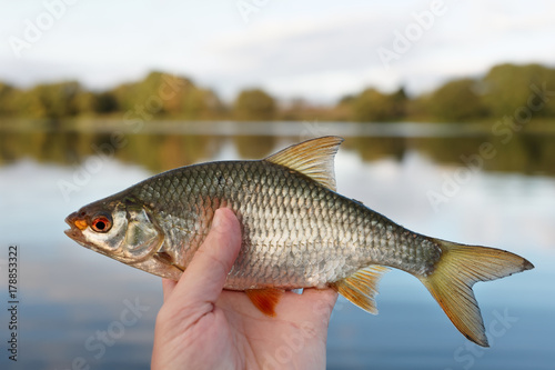 Man is holding roach fish