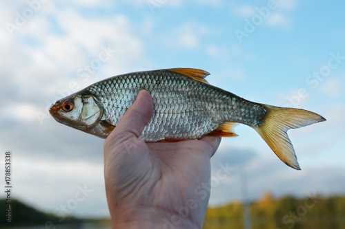 Man is holding roach fish