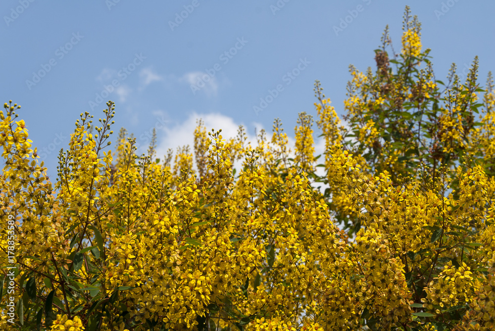 Thryallis glauca, Galphimia, Gold Shower yellow flower ornamental bloom in natural. Guatemala Thryallis glauca, Galphimia, Gold Shower yellow flower ornamental bloom in natural. Guatemala
