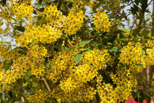 Thryallis glauca, Galphimia, Gold Shower yellow flower ornamental bloom in natural. Guatemala