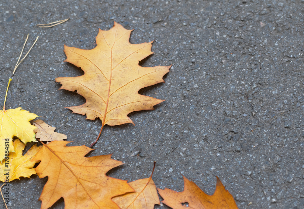 Autumn dry oak and maple leaves Autumn dry oak and maple leaves