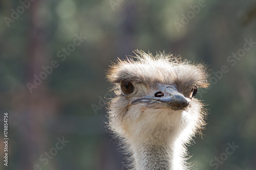 Ostrich head closeup © fakirola