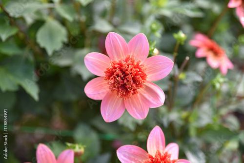 Dahlia rose au jardin en été