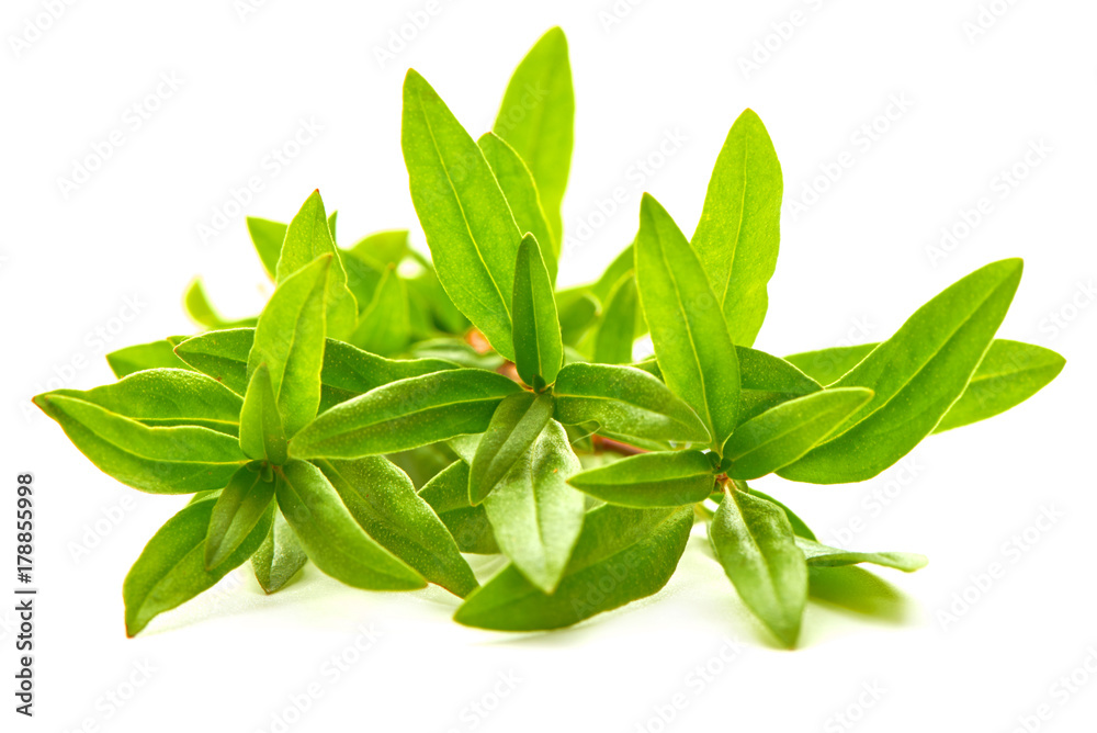 Sprig of thyme, isolated on white background Sprig of thyme, isolated on white background