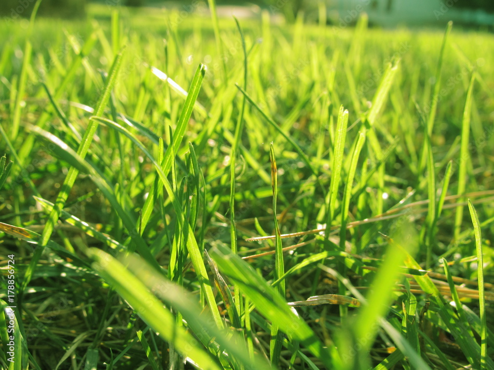 Obraz premium Grassy fields