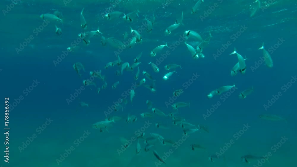 School of Mackerel feeds plankton under surface water, Red sea, Marsa Alam, Abu Dabab, Egypt
School of Mackerel feeds plankton under surface water, Red sea, Marsa Alam, Abu Dabab, Egypt
