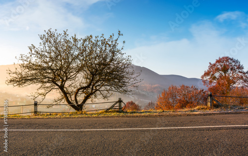 Foto interesting tree by the road at foggy sunrise