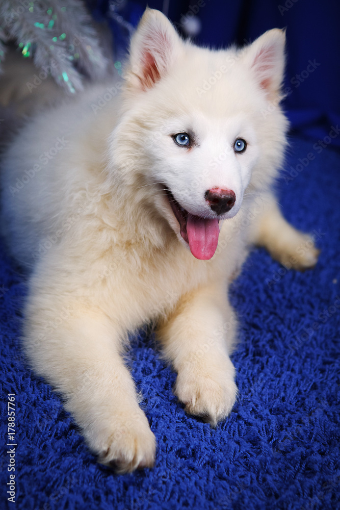 cute little Siberian husky puppy at the Christmas tree in Christmas