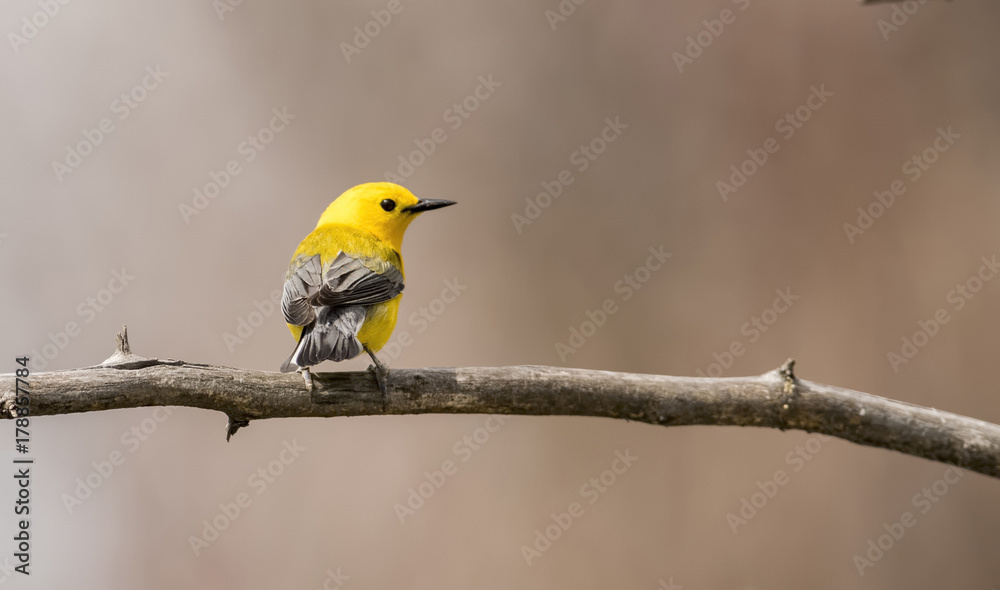 Prothonotary Warbler in Spring Migration Perched on a Branch