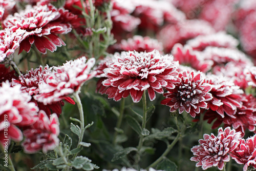 Chrysanthemums in the snow. Chrysanthemums. Red chrysanthemums under snow. First snow. Autumn and snow