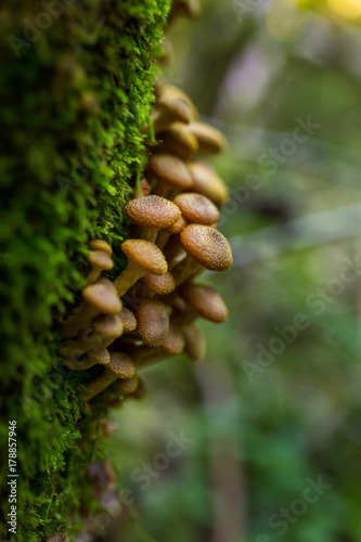 Honey mushroom cluster photo