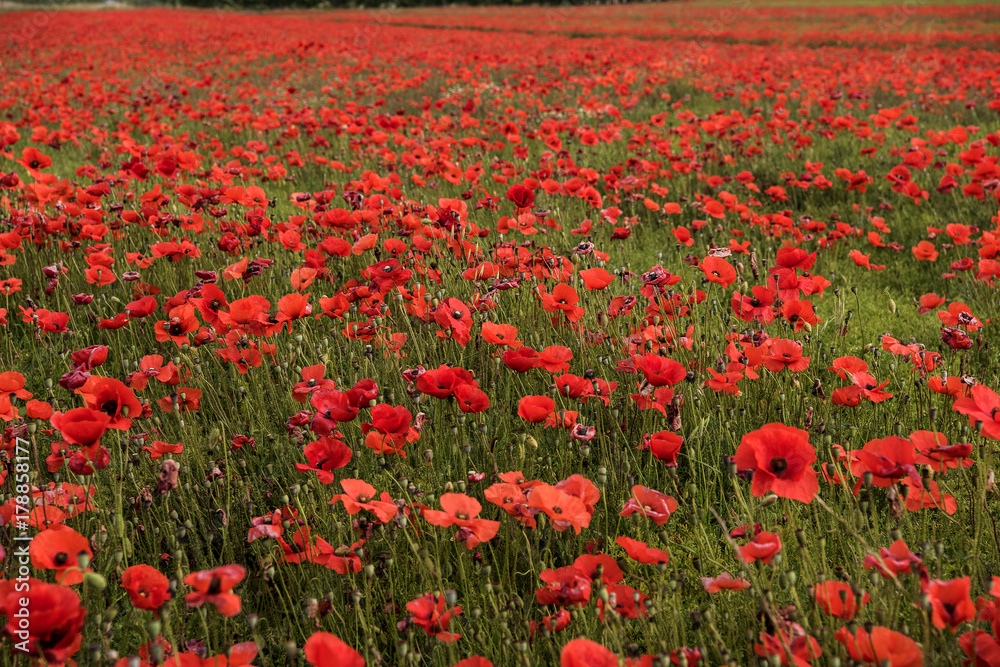 Obraz premium Papaveri01