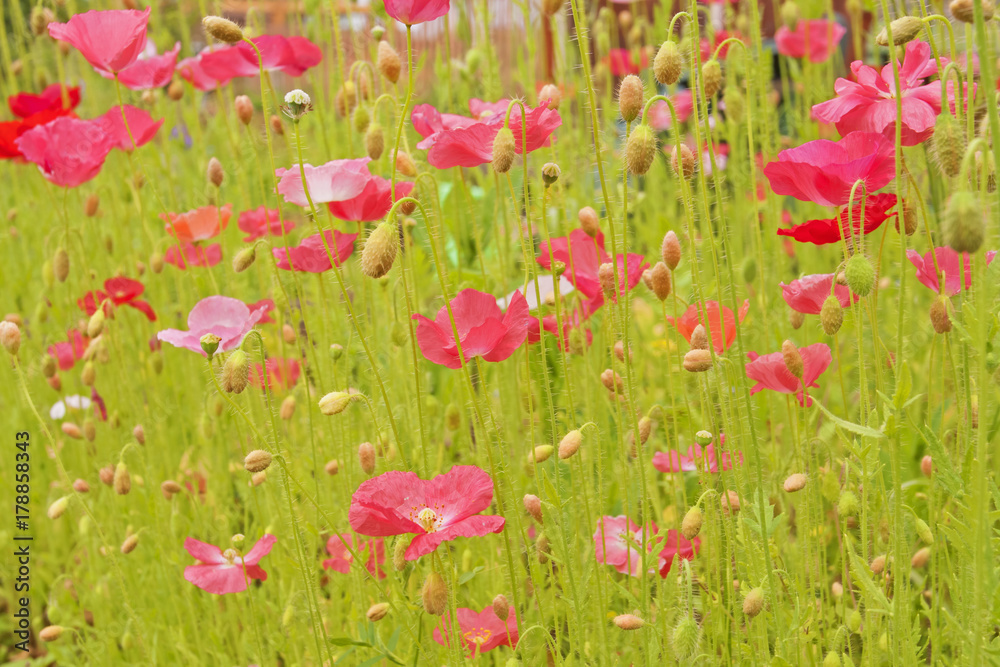 Fototapeta premium Red poppy flowers field, close up