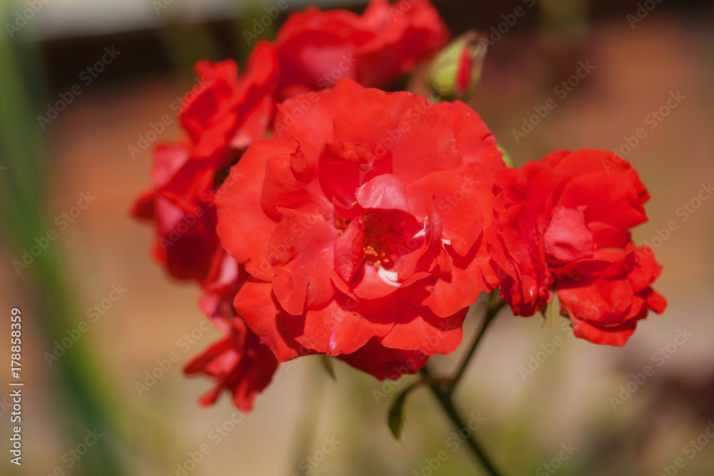 inflorescence of red rose close-up in garden inflorescence of red rose close-up in garden